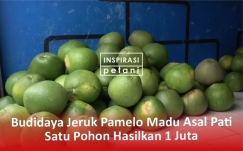 Budidaya Jeruk Pamelo Madu Asal Pati, Satu Pohon Bisa Hasilkan Rp1 juta