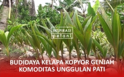 Budidaya Kelapa Kopyor Genjah Komoditas Unggulan Pati