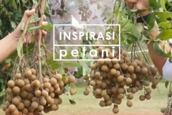 Kelengkeng Itoh Super, 1 Pohon Bisa Panen 100 Kg