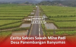 Desa Ini Sukses Kembangkan 25 Hektar Mina Padi, Budidaya Nila di Lahan Persawahan