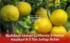 Budidaya Lemon California Seluas 3 Hektar Menghasilkan 4-5 Ton Setiap Bulan