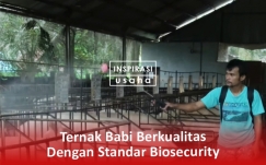 Ternak Babi Berkualitas Dengan Standar Biosecurity