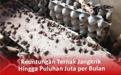 Keuntungan Ternak Jangkrik, Hingga Puluhan Juta Per Bulan