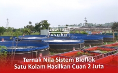 Keunggulan Budidaya Nila Sistem Bioflok, Satu Kolam Bisa Hasilkan 2 Juta