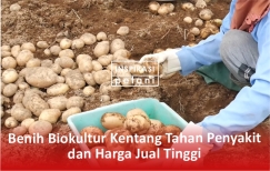 Benih Biokultur Kentang Tahan Penyakit dan Harga Jual Tinggi