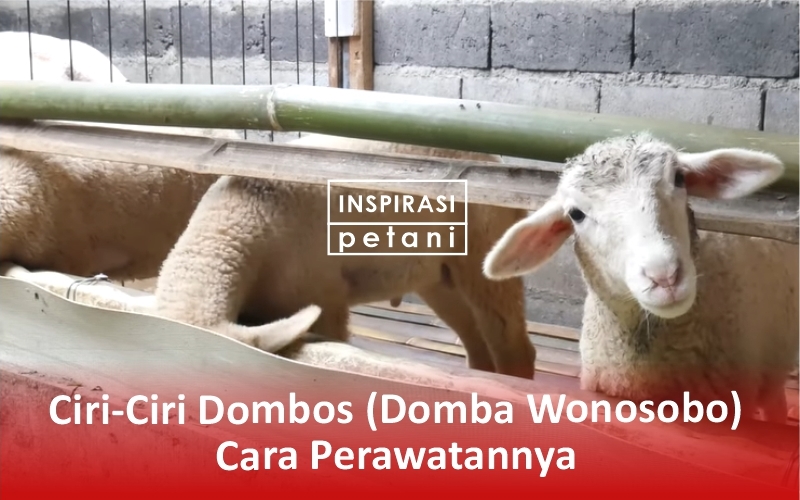 Ciri-ciri Domba Wonosobo atau Dombos dan Perawatannya