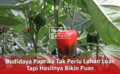 Budidaya Tanaman Paprika Tidak Memerlukan Lahan Luas, Tapi Hasilnya Bikin Puas