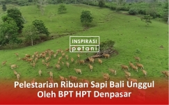 Pelestarian Ribuan Sapi Bali Unggul oleh BPT HPT Denpasar
