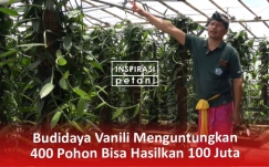 Budidaya Vanili Menguntungkan, 400 Pohon Dapat Hasilkan Rp100 Juta