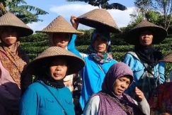 Pantang Menyerah Jadi Semboyan Gambung Lestari Wangi