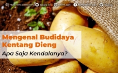 Mengenal Budidaya Kentang Dieng, Apa Saja Kendalanya?
