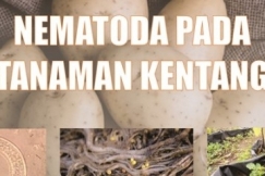 Nematoda Turunkan Produksi Kentang Hingga 80%