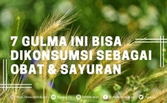 7 Gulma yang Dapat Dikonsumsi Sebagai Obat dan Sayuran