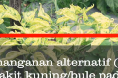 VLOG: Penanganan alternatif (alami) penyakit kuning pada cabai