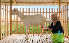 Potensi Usaha Ternak Kambing Sapera: Mengapa Lebih Menguntungkan Dibanding Kambing Pedaging?