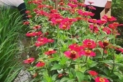 Refugia : Pagar Bunga Penghalau Hama