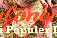 Aglonema Mulai Populer Lagi?
