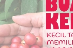 Kersen, Buahnya Kecil Tapi Memiliki Manfaat Besar