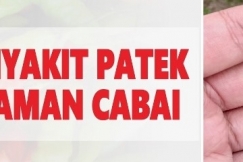 Cara Cegah Penyakit Patek Pada Tanaman Cabai