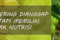 Ciplukan, Sering Dianggap Gulma Tapi Memiliki Banyak Nutrisi