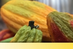 Mengenal Tiga Varietas Utama â€œMakanan Dewaâ€