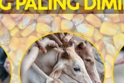 Jagung Jadi Pakan Ternak Yang Paling Diminati