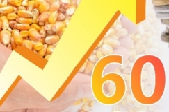 Tanam Jagung Tanpa Olah Tanah Tingkatkan Pendapatan Usaha Tani Hingga 60%