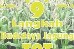 Budidaya Jagung Tanpa Olah Tanah (TOT)