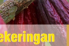 Atasi Kekeringan Pada Lahan Kakao