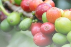 Kopi Liberika Bisa Tumbuh di Lahan Gambut