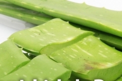 Manfaat Lidah Buaya dan Kandungannya untuk Kesehatan Tubuh