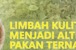 Limbah Kulit Kopi Jadi Alternatif Pakan Ternak