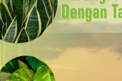 Mengurangi Polusi Udara Dengan Tanaman Hias