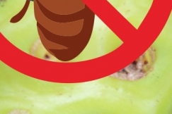 Membuat Pestisida Alami Dengan Buah Noni
