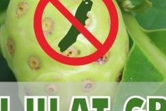 Manfaat Mengkudu Untuk Basmi Ulat Grayak 