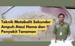 Teknik Metabolit Sekunder Cara Ampuh Atasi Hama dan Penyakit Tanaman