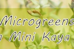 Microgreens, Sayuran Mini Kaya Akan Nutrisi