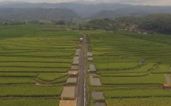 Desa Ini Sukses Kembangkan 25 Hektar Mina Padi, Budidaya Nila di Hamparan Sawah