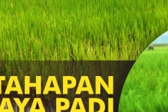 Tahapan Budidaya Padi di Lahan Rawa