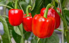 Potensi Usaha Budidaya Paprika: Peluang Emas di Sektor Pertanian