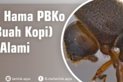 Pengendalian PBKo Pada Tanaman Kopi Secara Alami