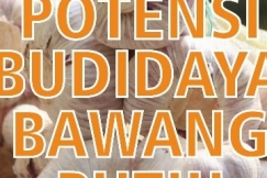 Permintaan Pasar Tinggi, Berikut Potensi Budidaya Bawang Putih