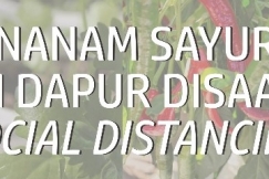 4 Sayuran Ini Cocok Jadi Pilihan Budidaya Saat Musim Hujan