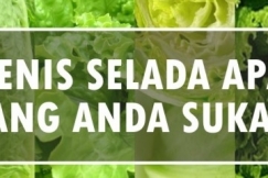 5 Jenis Selada Ini Banyak Disukai