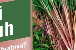 Serai Merah dan Manfaatnya Sebagai Minuman Herbal