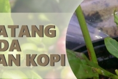 Stek Batang Pada Tanaman Kopi