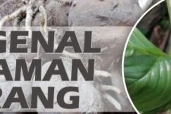 Mengenal Tanaman Porang