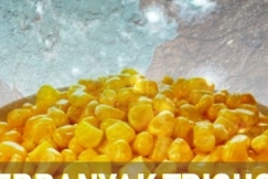 Memperbanyak Trikoderma Dengan Media Jagung