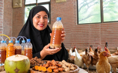 Rahasia Racik Jamu KUTEJA untuk Ayam Petelur: Produksi Telur Probiotik, Ayam Sehat & Kandang Bebas Bau