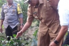 Membangun Perkebunan Teh Rakyat di Dataran Rendah
